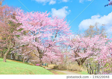 綠丘公園的櫻花 139220048
