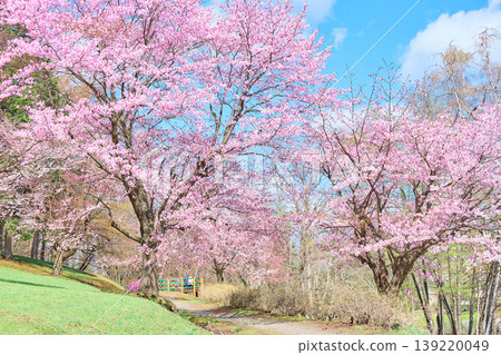 綠丘公園的櫻花 綠丘公園的櫻花 139220049
