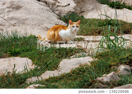 Ginger and white cat sitting on sandy ground with patches of grass, 139220086