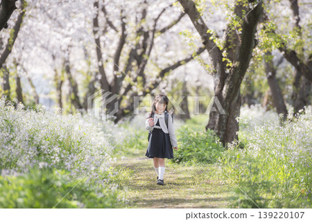 A girl in a schoolbag, a new first-grader, walks along a cherry tree-lined path. A girl in a schoolbag, a new first-grader, walks along a cherry tree-lined path. 139220107