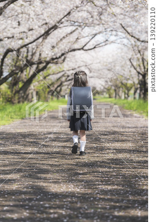 A young girl, a first-grader in her school uniform, walking along a cherry blossom-lined street in spring, seen from behind. A young girl, a first-grader in her school uniform, walking along a cherry blossom-lined street in spring, seen from behind. 139220110