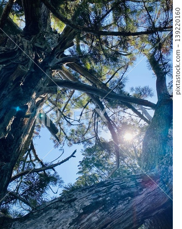 Sunlight through tree branches with blue sky, forest natural background 139220160