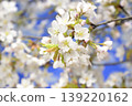 Cherry blossoms in full bloom Close-up 139220162
