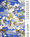 Cherry blossoms in full bloom Close-up 139220163