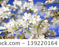 Cherry blossoms in full bloom Close-up 139220164