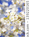 Cherry blossoms in full bloom Close-up 139220165