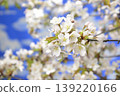 Cherry blossoms in full bloom Close-up 139220166