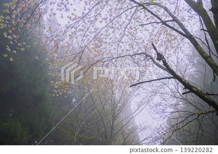 櫻花盛開，綠葉掩映，細雨綿綿 [長野縣] 139220282