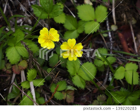 溪邊盛開著草莓委陵菜 溪邊盛開著草莓委陵菜 139220283