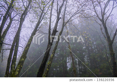 Cherry blossoms in full leaf and a light drizzle [Nagano Prefecture] 139220356