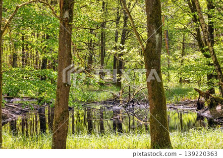 Forest pond reflections in Moenchbruch nature reserve Germany Forest pond reflections in Moenchbruch nature reserve Germany 139220363
