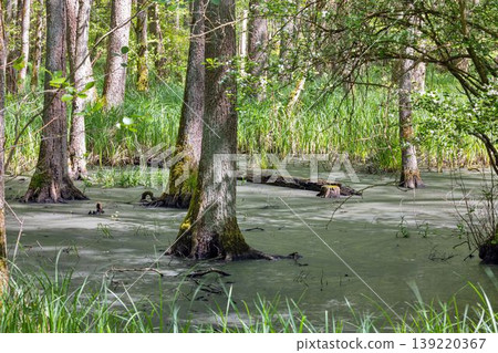 Swamp forest with green water in Moenchbruch reserve Germany 139220367
