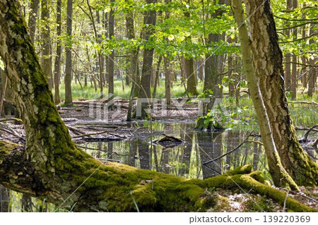 Flooded wetland forest in Moenchbruch nature reserve Germany Flooded wetland forest in Moenchbruch nature reserve Germany 139220369