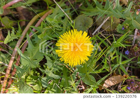 Dandelion flower taraxacum officinale macro grass Dandelion flower taraxacum officinale macro grass 139220376