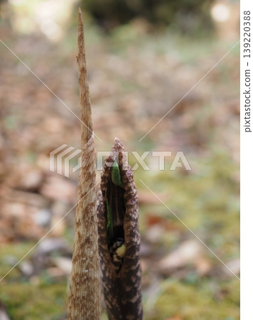 Araceae family, Arisaema genus in spring (20260417100552) 139220388