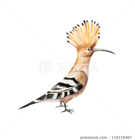 Hoopoe bird with striped wings. Watercolor hand drawn isolated illustration on transparent background. Perfect for tropical design projects. For designers, invitations, decoration, postcards, wrapping Hoopoe bird with striped wings. Watercolor hand drawn isolated illustration on transparent background. Perfect for tropical design projects. For designers, invitations, decoration, postcards, wrapping 139220467