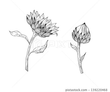 Vector sunflower set, graphic hand drawn isolated fluffy illustration. Botanical hand drawn illustration isolated on background. Ideal for seasonal, halloween, forest, or nature-themed designs. Rustic Vector sunflower set, graphic hand drawn isolated fluffy illustration. Botanical hand drawn illustration isolated on background. Ideal for seasonal, halloween, forest, or nature-themed designs. Rustic 139220468