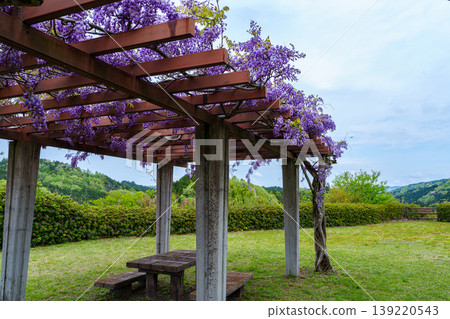The beautiful fresh greenery of Nara Nunome Dam; wisteria flowers blooming on the wisteria trellis at the back of the east side parking lot (viewed from an angle). 139220543