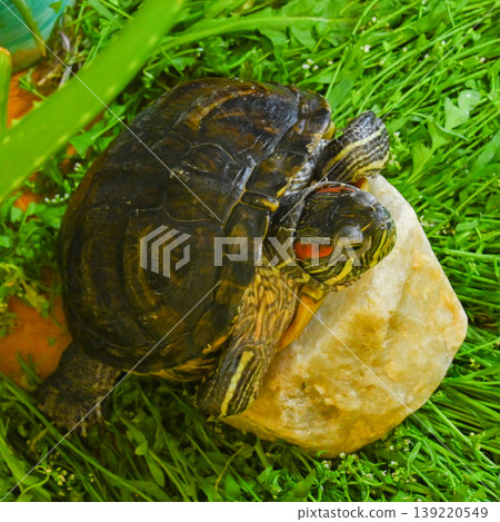 top view of a red-eared slider turtle sitting on a stone in the grass top view of a red-eared slider turtle sitting on a stone in the grass 139220549