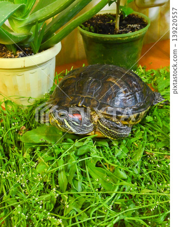 the turtle raised its head while in the green grass on the table 139220557