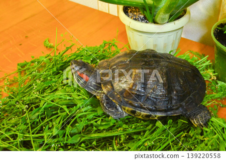 profile of a red-eared slider turtle in the grass against a light aloe pot profile of a red-eared slider turtle in the grass against a light aloe pot 139220558