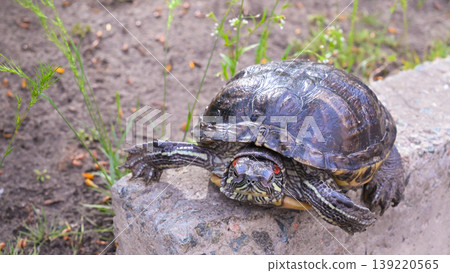 red-eared slider turtle on a concrete elevation stretched its paws and head red-eared slider turtle on a concrete elevation stretched its paws and head 139220565
