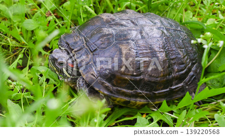red-eared slider turtle head close up peeking out from thick greenery red-eared slider turtle head close up peeking out from thick greenery 139220568