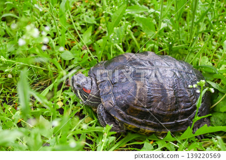 red-eared slider turtle sitting in grass and looking to the side in a garden red-eared slider turtle sitting in grass and looking to the side in a garden 139220569