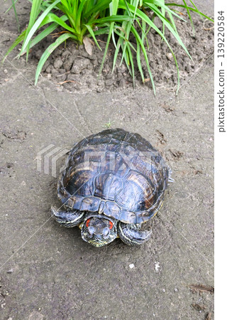 angle top view of a red-eared slider turtle on gray concrete against a background of plants angle top view of a red-eared slider turtle on gray concrete against a background of plants 139220584