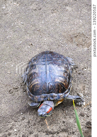 red-eared slider turtle crawling on the grey ground outdoors red-eared slider turtle crawling on the grey ground outdoors 139220587