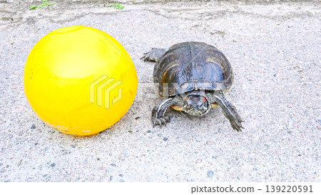turtle is next to a large yellow ball on the asphalt turtle is next to a large yellow ball on the asphalt 139220591