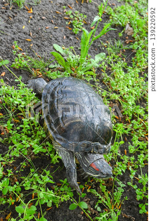 red-eared slider turtle crawling through thick green grass red-eared slider turtle crawling through thick green grass 139220592