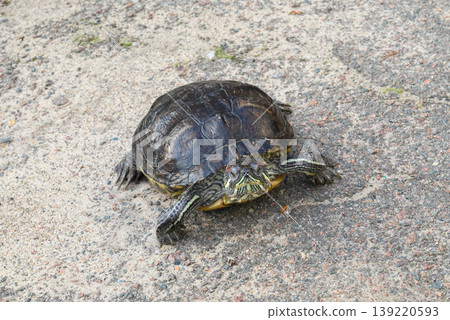 water turtle crawling on gray asphalt outdoors close up view from the front side water turtle crawling on gray asphalt outdoors close up view from the front side 139220593