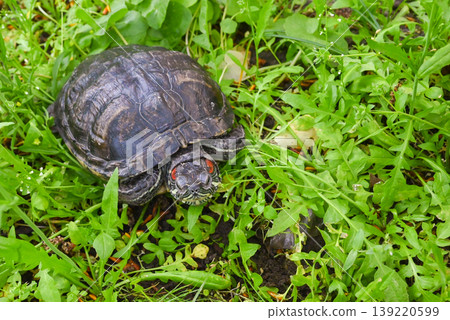 turtle against green vegetation background turtle against green vegetation background 139220599