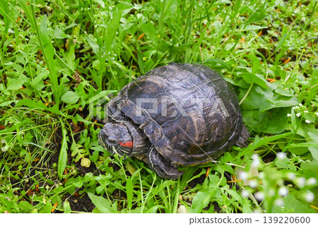 turtle crawls on grass side view 139220600