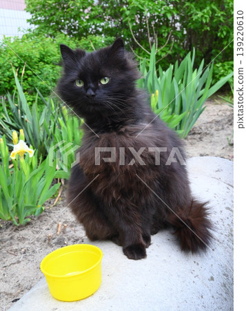 portrait of a black cat against green irises in the garden portrait of a black cat against green irises in the garden 139220610