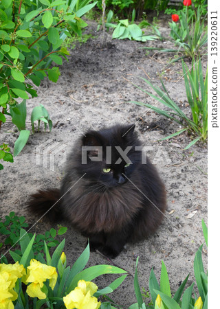 fluffy black cat sitting on the ground in a garden among green plants and yellow iris flowers 139220611
