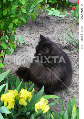 black cat in profile sitting on garden ground near a bush and yellow flowers in spring period black cat in profile sitting on garden ground near a bush and yellow flowers in spring period 139220612