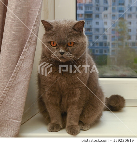 grey cat posing on a windowsill next to a curtain grey cat posing on a windowsill next to a curtain 139220619