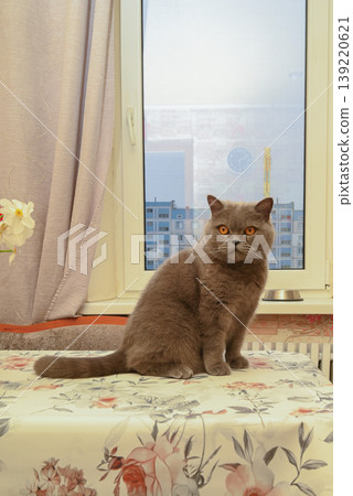 cat sitting on a table with a floral tablecloth by the window 139220621