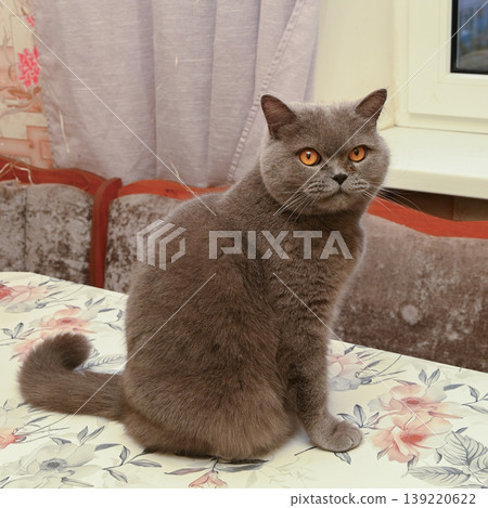 british shorthair cat sitting on a table with a floral tablecloth in a home interior 139220622