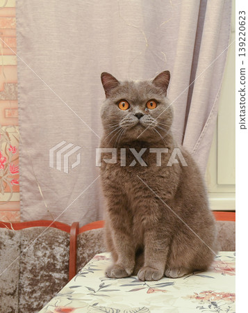 gray british cat looks into the camera while sitting on a light table with a floral pattern gray british cat looks into the camera while sitting on a light table with a floral pattern 139220623