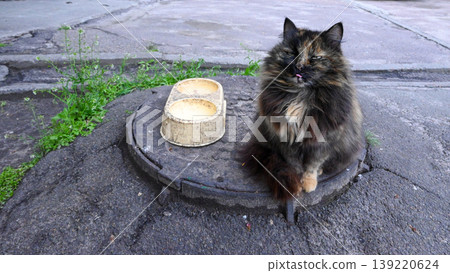 fluffy cat sitting on a manhole cover next to a bowl fluffy cat sitting on a manhole cover next to a bowl 139220624