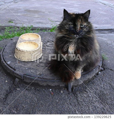 tortoiseshell cat looking straight into the camera sitting on a manhole tortoiseshell cat looking straight into the camera sitting on a manhole 139220625