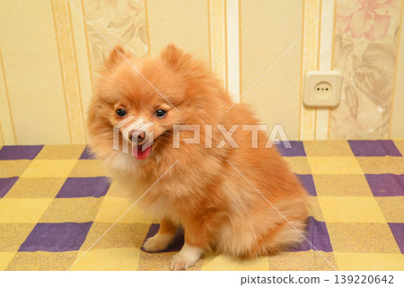 ginger spitz sits on a bright checkered blanket in a home setting 139220642