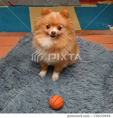 red spitz sitting on a grey fluffy carpet and looking at the camera in front of an orange ball red spitz sitting on a grey fluffy carpet and looking at the camera in front of an orange ball 139220644