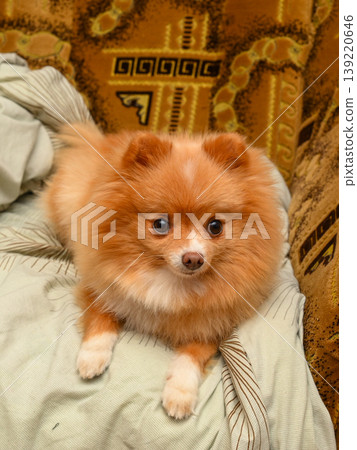 red spitz lying on a sofa on light fabric and looking up at the camera lens in a room red spitz lying on a sofa on light fabric and looking up at the camera lens in a room 139220646