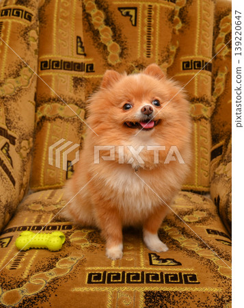 joyful red spitz sitting on a brown sofa next to a yellow toy bone in a home setting joyful red spitz sitting on a brown sofa next to a yellow toy bone in a home setting 139220647