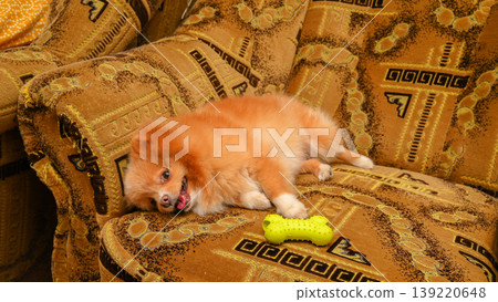 red spitz lying on its side on a brown sofa with its tongue out next to a yellow bone toy red spitz lying on its side on a brown sofa with its tongue out next to a yellow bone toy 139220648