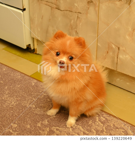 fluffy pomeranian spitz sitting on the carpet in the kitchen fluffy pomeranian spitz sitting on the carpet in the kitchen 139220649